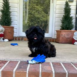 Wilder - Tricolor male Shih Tzu puppy in Statesboro, Georgia from Magnolia Small Breeds