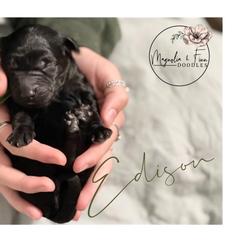 Double Doodle Puppies from Magnolia & Finn Doodles