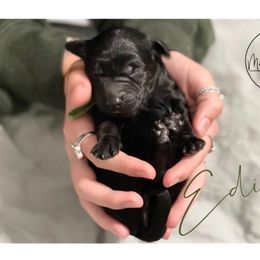 Double Doodle Puppies from Magnolia & Finn Doodles