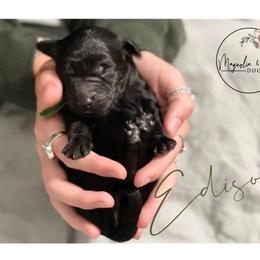 Double Doodle Puppies from Magnolia & Finn Doodles