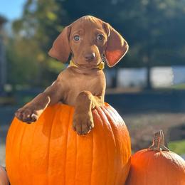 IYLLAH (Yellow) - Golden rust Vizsla puppy in Port Angeles, Washington from Baldy Ridge Farm