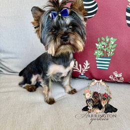 Yeti - Black and tan male Yorkshire Terrier puppy in Bloomingdale, Georgia from Harrington Yorkies
