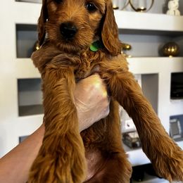 Goldendoodle Puppies from Ireland's Goldendoodles
