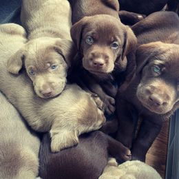 Dilute Retriever Puppies from South Shore Labradors