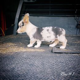 Boy 1 - Blue merle and white male American Corgi puppy in Natchitoches. La, Louisiana from Bleu Bayou Corgis