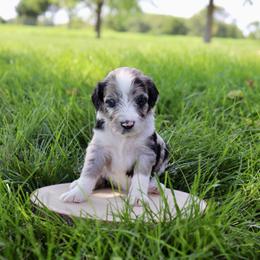 Opium - Blue merle female Aussiedoodle puppy in Decatur, Illinois from Signature Doodles
