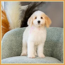 Pixie - Red female Bernedoodle puppy in Connersville, Indiana from Deaz Doodle Ranch