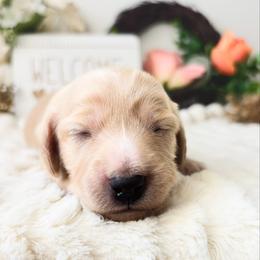 Anna 4300 - Cream female Dachshund puppy in Sylvania, Alabama from Yancey’s Doxies