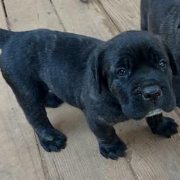 Boy 1 - Black brindle male Cane Corso puppy in Douglasville, Georgia from Palazzo Cane Corso