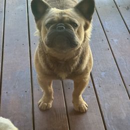 Bruno - French Bulldog