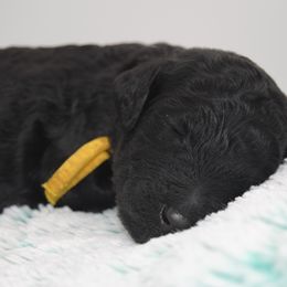 Boy 1 - Black Poodle puppy in Shortsville, New York from Hidden Ridge Ranch