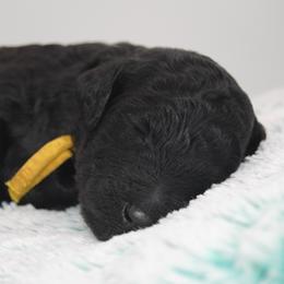 Boy 1 - Black Poodle puppy in Shortsville, New York from Hidden Ridge Ranch