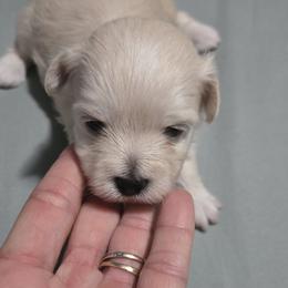 Girl 2 - Cream female Maltipoo puppy in Brooksville, Florida from DeVall Maltipoos