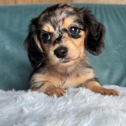 Bandit AKC 5000 - Dapple male Dachshund puppy in Krum, Texas from Tired Chef Dachshunds