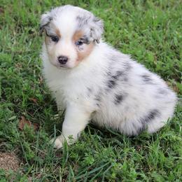 BMM 1 - Blue merle male Australian Shepherd puppy in De Leon, Texas from Oceanwood