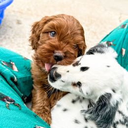 Australian Labradoodle, Bernedoodle, and Cavapoo Puppies from Doodles of Oz