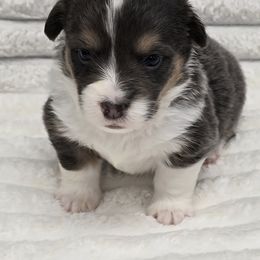 BONNIE-FLUFFY - Gray and white female American Corgi puppy in Walker, Iowa from Double K Corgis