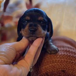 Louis - Black and tan male Dachshund puppy in Woodburn, Iowa from Rolling S Ranch Doxies