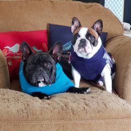 French Bulldog All Grown Up from Windy Willow's French Bulldog