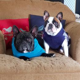 French Bulldog All Grown Up from Windy Willow's French Bulldog
