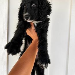 Juan - Black and white male Aussiedoodle puppy in Greensboro, North Carolina from Glendale Doodles