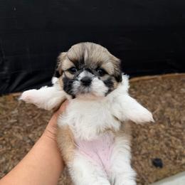 Cherry - Black gold and white female Shih Tzu puppy in Bakersfield, California from Little pumpkin Shih Tzu’s