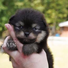 Boy 1 - Black and tan male Pomeranian puppy in Kingston, Georgia from Southern Charm Poms