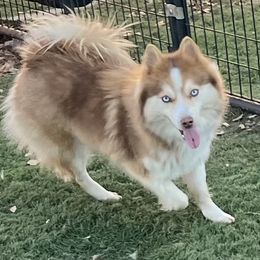 Kahlua - Pomsky