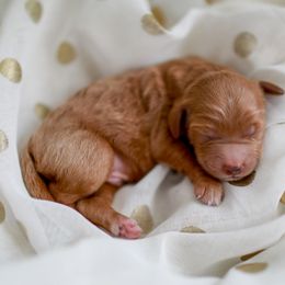 Goldendoodle Puppies from Derby Doodles