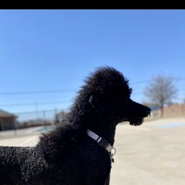 Louie - Aussiedoodle