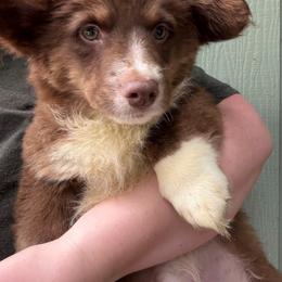 Jak - Liver and white male American Corgi puppy in Grants Pass, Oregon from KnR Antler Dogs