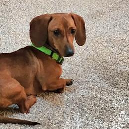Purl - Dachshund