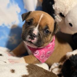Pie - Red female American Bully puppy in Princeton, Texas from District 12 Kennels