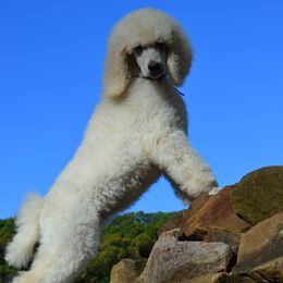 Poodle Puppies from D and D Standard Poodles