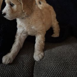 Aspen - Apricot female Goldendoodle puppy in Morriston, Florida from Florida's Joyful Goldendoodles