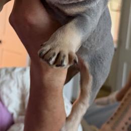Mufasa - Tricolors male French Bulldog puppy in Asheville, North Carolina from MTO KENNELS