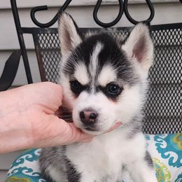 Bristol - Green - Gray and white Pomsky puppy in Aberdeen, Maryland from True-Blue Pomskies
