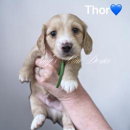 Thor AKC - Cream male Dachshund puppy in Jena, Louisiana from Amy’s Mini Doxies