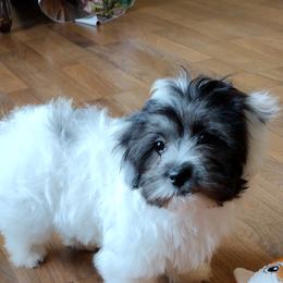 Coton de Tulear Puppies from Coton Country
