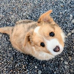 Patrick - Red merle and white male Cardigan Welsh Corgi puppy in Hotchkiss, Colorado from Bell S Ranch