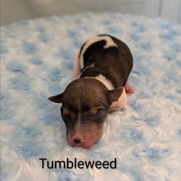 Tumbleweed - Red and white male American Hairless Terrier puppy in Phoenix, Arizona from Bare Valley