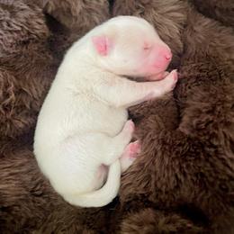 Rooster - White male Pomsky puppy in Greenville, South Carolina from Thicketty Mountain Pomskies