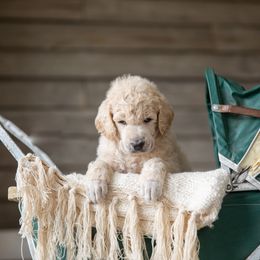 Poodle Puppies from Setting the Standard Poodles