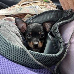 Bat - Chihuahua