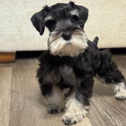 Spot - Black and silver male Miniature Schnauzer puppy in Magalia, California from NorCal Schnauzers