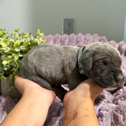 Black collar Male - Gray brindle male Cane Corso puppy in St. Augustine, Florida from RG2 Cane Corsos