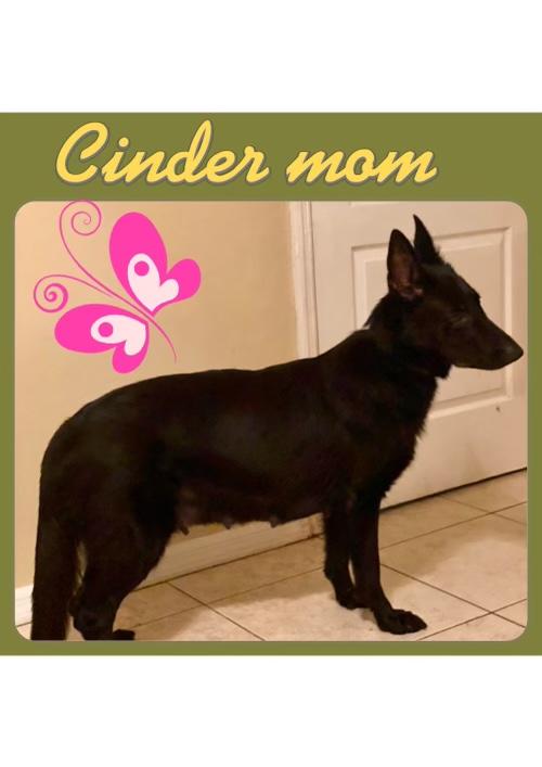 Cinder