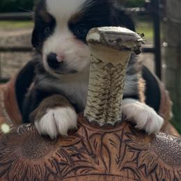 Daisy - Black tri female Miniature Australian Shepherd puppy in Rensselaer, Indiana from Geri's Dogs