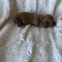 Sunny - Cream Dachshund puppy in Perris, California from Doxie_pupps