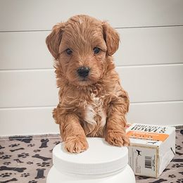 Double Doodle, Goldendoodle, Poodle, Yorkipoo, and Yorkshire Terrier Puppies from Edgewater Doodles & Designer Pups